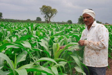 The farmer is passing through the corn field. The man is walking between the rows of maize and touching the green leaves. Concept of harvest time. Agronomists are inspecting vegetable gardens