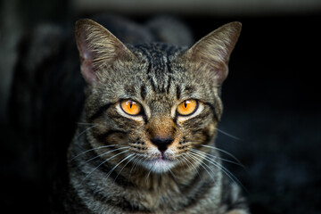 Cat's dark camouflage While seeing the victim,Cat in the dark night