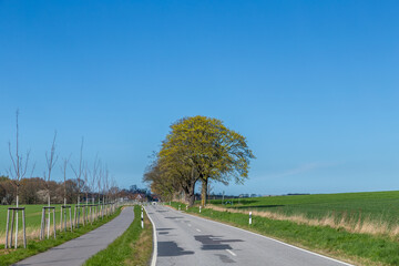 Fototapeta premium old road in Usedom with alley and bicycle lane