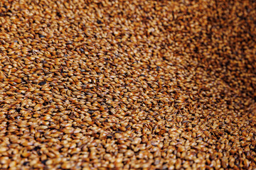 Ingredients for beer at factory. Background caramel wheat or barley in warehouse of brewery industry