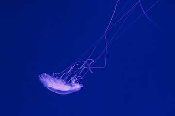 underwater shooting of beautiful Amakusa Jellyfish small (Sanderia Malayensis)