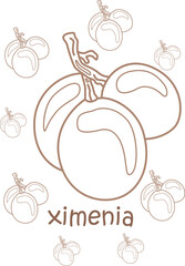 Alphabet X For Ximenia Vocabulary School Lesson Reading Cartoon Coloring Pages A4 for Kids and Adult Activity