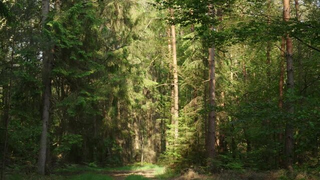 Sunlight shining on forest clearing amongst tall pine trees, Pays de Bitche, France. 