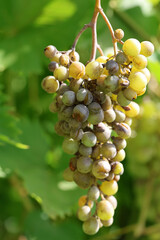 Detail of Powdery mildew or oidium of grapes, Plasmopara viticola, Mildew a plant disease on white grapes causing a lot of damage and brown leathery grapes, hanging on the vine in the vinyard.	