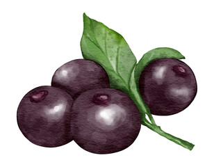 black currants fruit composition  watercolor illustration isolated element
