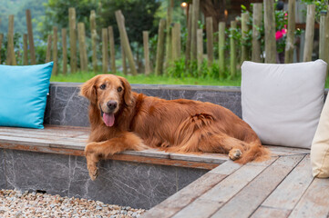 Golden Retriever sprawled on a garden bench
