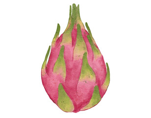 dragonfruit fruit composition  watercolor illustration isolated element