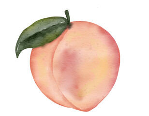peach fruit   watercolor illustration isolated element