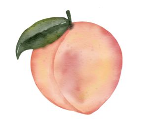 peach fruit   watercolor illustration isolated element