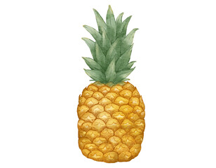 pineapple fruit   watercolor illustration isolated element