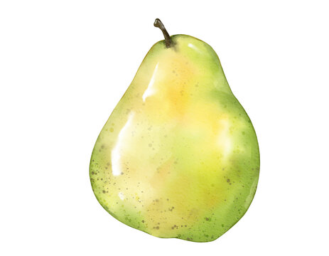 pear fruit   watercolor illustration isolated element