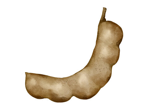tamarind fruit   watercolor illustration isolated element