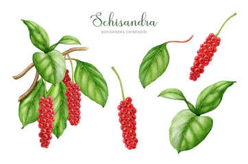 Schisandra plant medicinal herb watercolor illustration set. Hand drawn Schisandra chinensis medicinal plant illustration. Organic adaptogenic herb, leaves, berries, branch element. White background