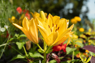 Beautiful plants in a park in Mainau in Germany