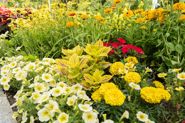 Obraz premium Beautiful plants in a park in Mainau in Germany