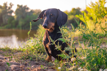 black dachshund. eyes and muzzle of a dachshund. a small dog. hunting dog. low and long dog. muzzle and mustache.