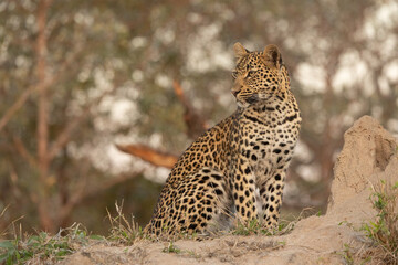Leopard cub on termite mound