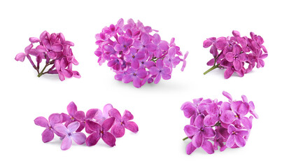 Fragrant lilac flowers isolated on white, set