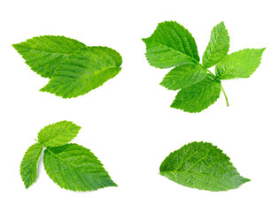 Set with green raspberry leaves isolated on white