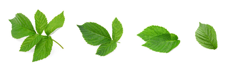 Set with green raspberry leaves isolated on white