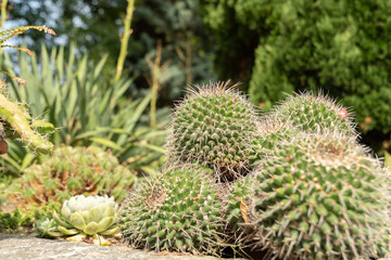 Different desert plants in a park in Mainau in Germany