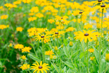 Yellow Flowers Field Soft Background