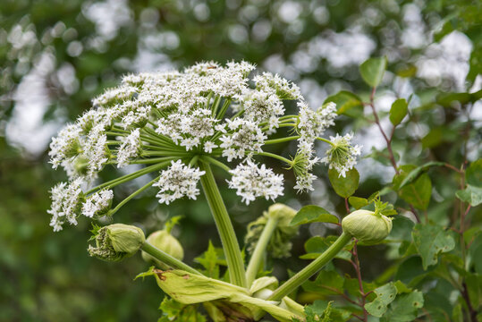 Big hogweeds in a field.