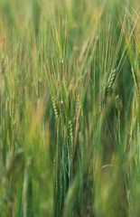 Field landscape in summer.