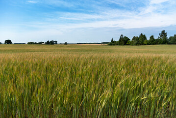 Field landscape in summer.