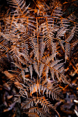 Forest Floor Texture