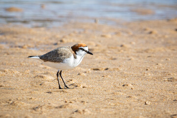 Red Capped Plover, small alert bird feeding on the tidal flats, isolated by shallow depth of field.