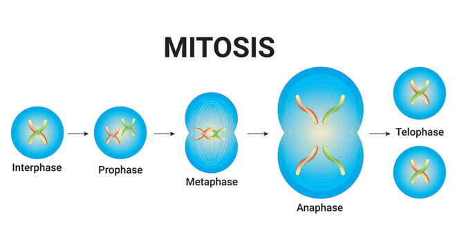 Mephase รูปภาพMetaphase – เลือกดูภาพถ่ายสต็อก เวกเตอร์ และวิดีโอ1,157 | Adobe Stock