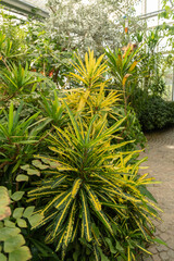 Fototapeta premium Different plantations in a tropical house in Mainau in Germany