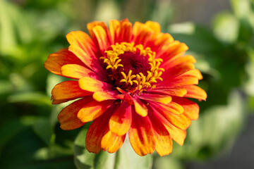 Zinnia Elegans flower in Mainau in Germany