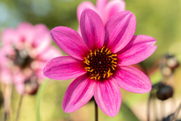 Obraz premium Osteospermum flower in Mainau in Germany