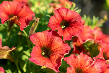 Petunia X Atkinsiana flower in Mainau in Germany