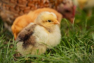 little chicken walks on the grass