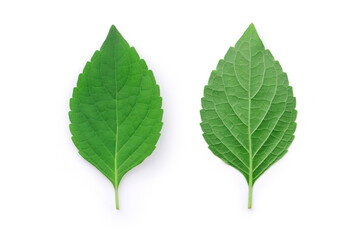 Front and back tree Basil (Ocimum gratissimum) isolated on white background. top view , flat lay.