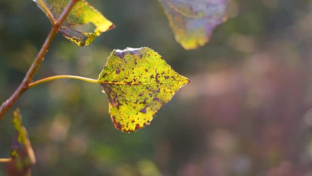 Bright sun light ray n morning sunlight shining on swaying reeds or wild grass field n meadow in tropical summer sunrise sky with nature tropic plant at rural countryside at sunshine day, 4k b-roll