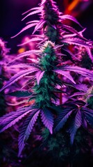 Cannabis Plants, Growing Marijuana, Close-ups of Cannabis Trees and Growth, Cannabis Buds, PNG, Photo