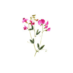 watercolor drawing plant of tuberous pea with leaves and pink flowers , vetchling, Lathyrus tuberosus isolated at white background, natural element, hand drawn botanical illustration
