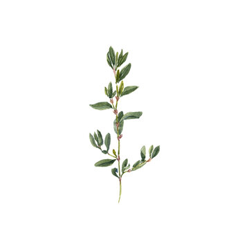 watercolor drawing plant of knotgrass with leaves and flower ,Polygonum aviculare, isolated at white background, natural element, hand drawn botanical illustration