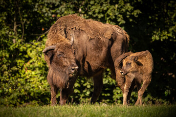 European bison in the beautiful white forest during winter time. Bison bonasus. European animals. Prehistoric creature. Amazing animal in the nature habitat.