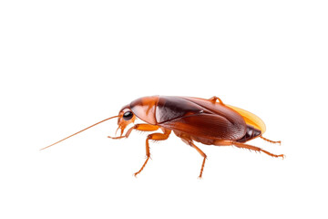 Cockroach Isolated on Transparent Background - Generative AI