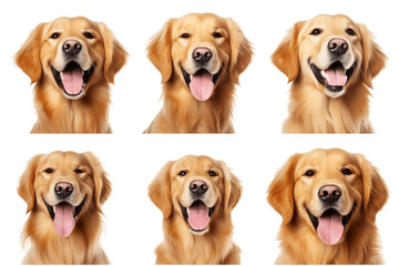 Multiple Set of Smiling Golden Retrievers Isolated on Transparent Background - Generative AI