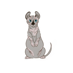 Blue-eyed Dwelf Sphynx breed cat stands on its hind legs, like a rabbit.