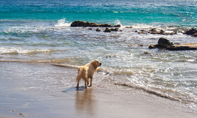 Dog waiting owner on the beach