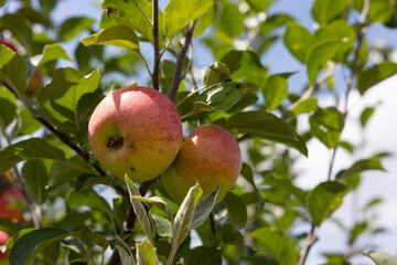 Red apples on the branches 