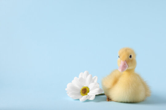 Baby animal. Cute fluffy duckling near flower on light blue background, space for text