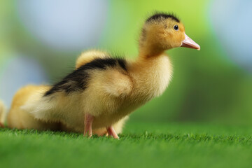 Cute fluffy ducklings on artificial grass against blurred background, closeup. Baby animals